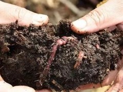 蚯蚓是改善土壤质量的生态工程师